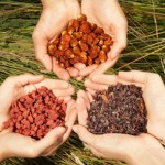 Anti-Aging Foods Make Your Cells Grow Younger anti-aging foods