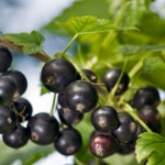 Anti Aging & Antioxidant Food: Maqui Berry antioxidant food