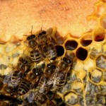 propolis benefits