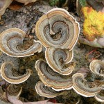 turkey tail mushroom
