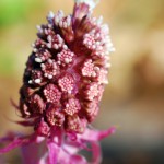 butterbur