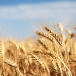 is whole wheat good for you