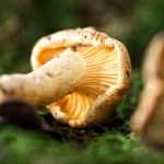 mushroom health benefits