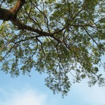 neem tree