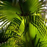 beta-sitosterol supplements