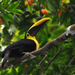 losing weight naturally