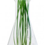 New Genetically Modified Rice With Human Genes…Frankenrice Genetically Modified Rice