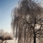 white willow bark