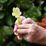 natural arthritis treatment