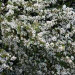 tea tree oil benefits