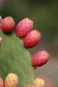 prickly pear cactus juice