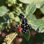 acai health benefits