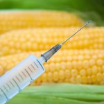 genetically modified corn