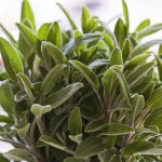 sage health benefits