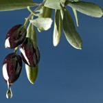 benefits of olive leaf extract