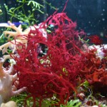 Carrageenan Side Effects