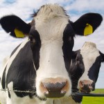 benefits of raw milk