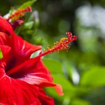 hibiscus health benefits