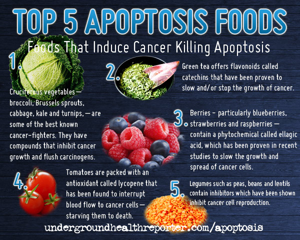 Apoptosis Cancer Facts Infographics