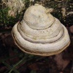 changa mushroom benefits