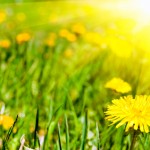dandelion health benefits