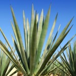 Is agave nectar good for you?