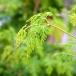 moringa health benefits