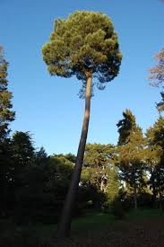 Pinus pinaster tree