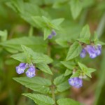Skullcap for Nervous System Maladies