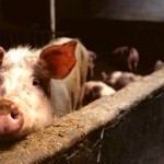 Pig staring out of a pig-pen