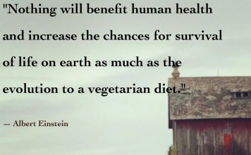 Albert Einstein quote about the evolution to vegetarianism