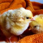 baby chicks