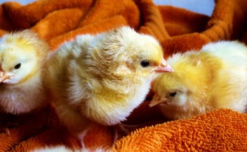 baby chicks