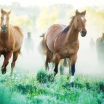 Horses running to pastures on a foggy morning. Photographed on a Montana ranch.