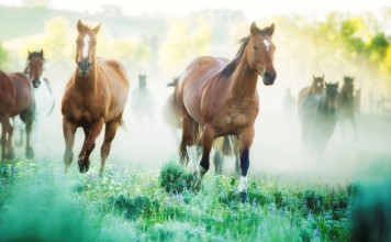 Horses running to pastures on a foggy morning. Photographed on a Montana ranch.