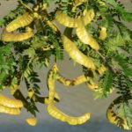 Mesquite—The Ancient Food You Need to Know About