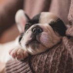 Are Plant-Based Diets Good for Dogs?