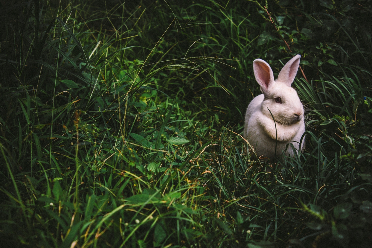 white bunny sitting in green grass