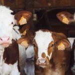 3 cows posing for a picture