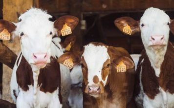 3 cows posing for a picture