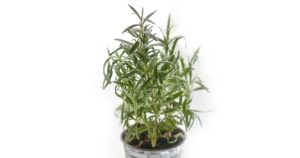 rosemary plant potted in a tin bucket on a white background
