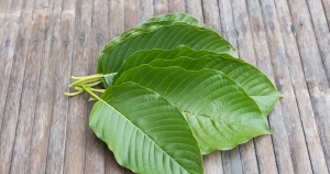 fan of kramtom leaves on a wooden surface