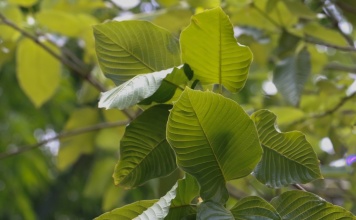 leaves of Kramtom tree