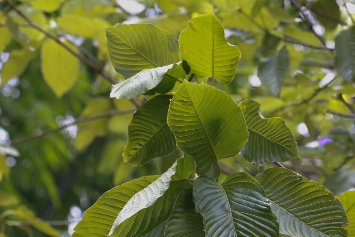 leaves of Kramtom tree