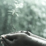 What if You Went Meatless for Just One Day? The Shocking Impact of Our Food Choices A man's hands cradling a sapling in the rain
