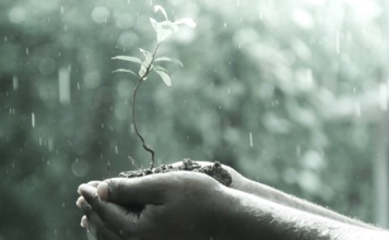 A man's hands cradling a sapling in the rain