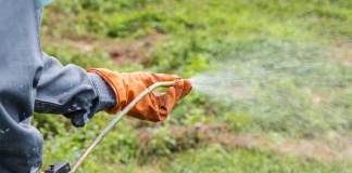gloved hands spraying pesticides on weeds
