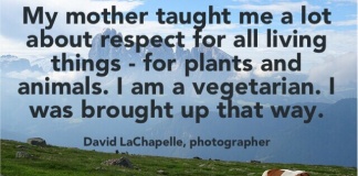 photographer; David LaChapelle quote