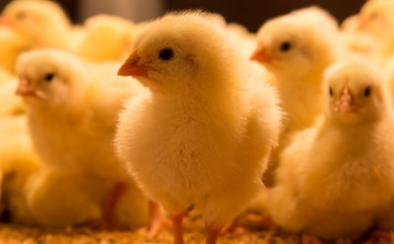 closeup of several cute one day old chicks