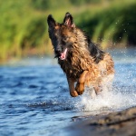 german-shepherd_facebook